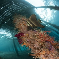 fiatalkori arany spadefish ellen egy korall kirakott támasz alatt Arborek móló, Dampier-szoros, Raja Ampat, Indonézia