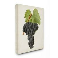 Stupell Industries Vintage Fruit Grape Painting Canvas Wall Art By Vision Studio