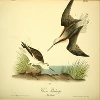Amerikai madarak Wilson Phalarope poszter nyomtatása J. J. Audubon