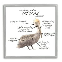 Stupell Industries Pelican Sea Bird Animal Educational Anatomy Diagram grafikus szürke keretes művészet nyomtatott