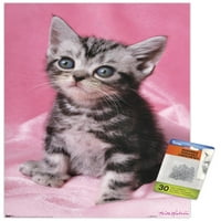 Keith Kimberlin-cica-aranyos fali poszter Push csapokkal, 14.725 22.375