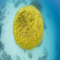 Ez a saláta korall kolónia, Turbinaria reniformis, szinte tökéletes földgömböt alkotott, Fidzsi-szigetek. Szerző: David